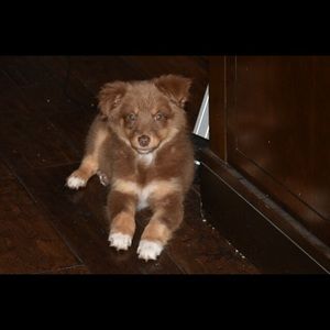 Meet your Posher, Justin